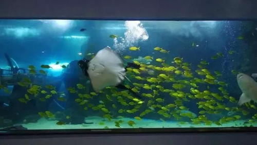 小鱼探险记网站:发现海底世界的神奇之旅,探寻隐藏在深海的惊喜与奥秘 小鱼探险记网站:发现海底世界的神奇之旅,探寻隐藏在深海的惊喜与奥秘