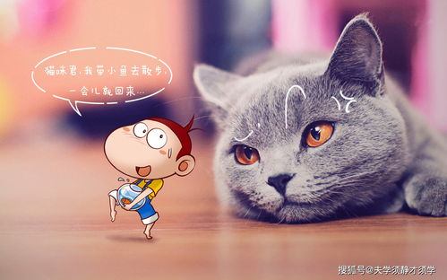 探索新版猫社区官方的全新功能与精彩活动,让您畅享宠物乐趣与交流分享 探索新版猫社区官方的全新功能与精彩活动,让您畅享宠物乐趣与交流分享