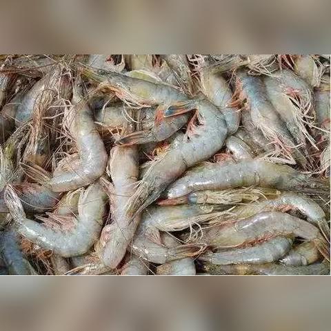 (战争艺术赤潮经典模式攻略)探讨战争艺术赤潮消失原因:是游戏更新策略还是玩家反馈结果?