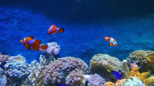 小鱼深海探险记,勇敢面对未知挑战与困难,描绘出一次生动的海底生态保护历险之旅作文