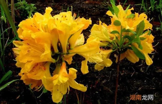 (“踯躅”)什么是踯躅？踯躅在文学作品中的意义是什么？