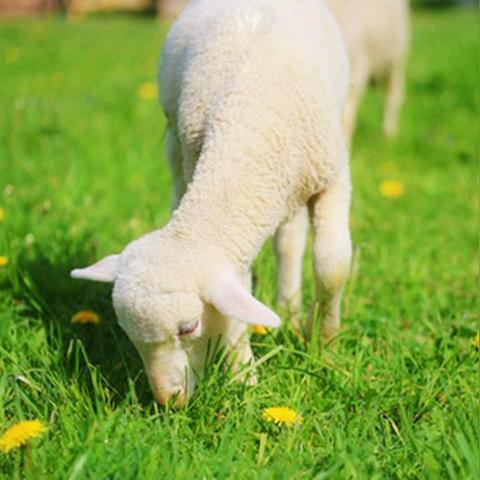 (凡人修仙传中妖兽的等级设定)从凡人到神兽:修仙传妖兽等级划分与晋升方法大揭秘