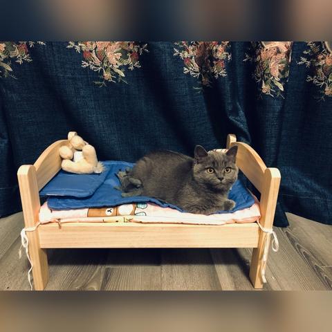 (爱猫的文人有哪些)在书香和猫咪的陪伴中,探寻爱猫文人背后的温柔与灵感 (爱猫的文人有哪些)在书香和猫咪的陪伴中,探寻爱猫文人背后的温柔与灵感