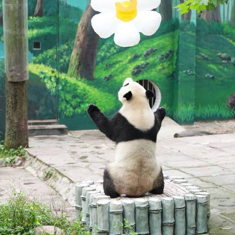 (少年冒险王雅安大熊猫主要内容)少年冒险王雅安大熊猫：探索奇幻旅程与友谊的成长故事