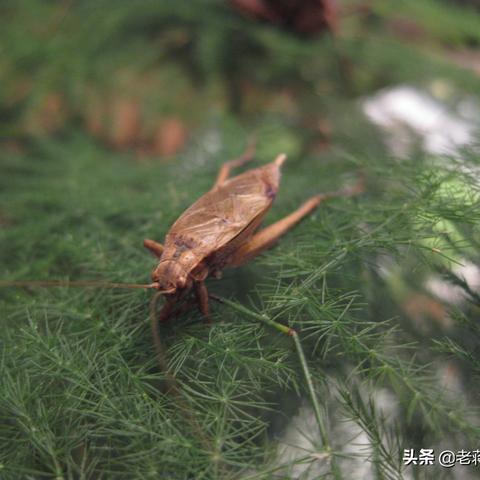 (鸣虫有哪些)探索15种鸣虫的魅力：细听它们独特叫声背后的故事与生态价值